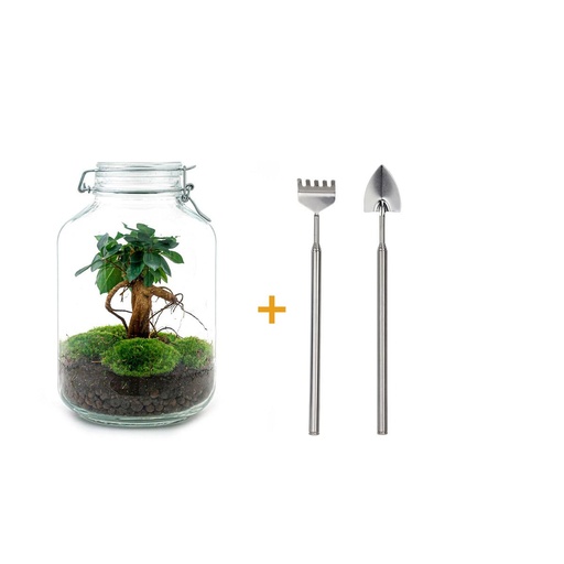 "Flaschengarten - Ficus Ginseng bonsai - Höhe ca. 28 cm - Rake + Shovel image"