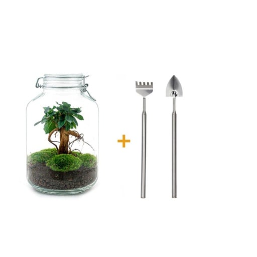 "Flaschengarten - Ficus Ginseng bonsai - Höhe ca. 28 cm - Rake + Shovel image"