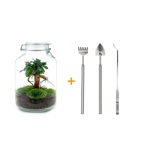 "Flaschengarten - Ficus Ginseng bonsai - ↕ 28 cm - Rake + Shovel + Tweezer image"