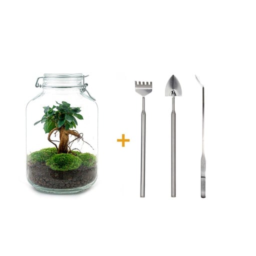 "Flaschengarten - Ficus Ginseng bonsai - ↕ 28 cm - Rake + Shovel + Tweezer image"