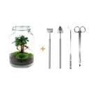 Flaschengarten - Ficus Ginseng bonsai - ↕ 28 cm - Rake + Shovel + Tweezer + Scissors
