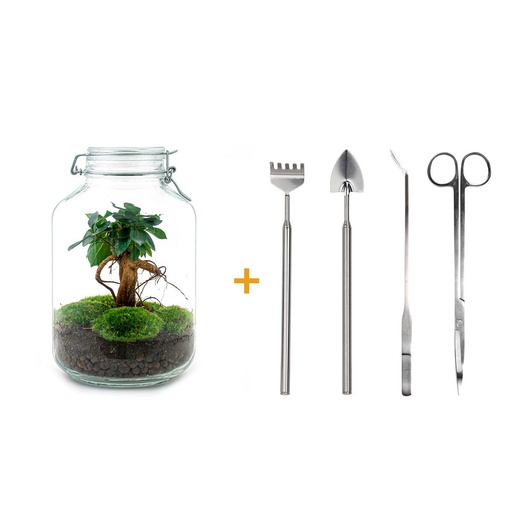 "Flaschengarten - Ficus Ginseng bonsai - ↕ 28 cm - Rake + Shovel + Tweezer + Scissors image"
