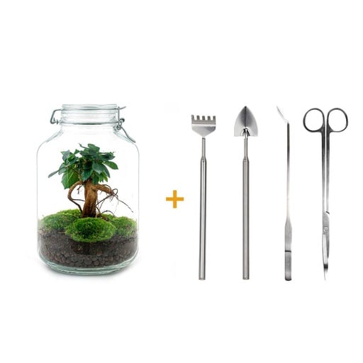 "Flaschengarten - Ficus Ginseng bonsai - ↕ 28 cm - Rake + Shovel + Tweezer + Scissors image"
