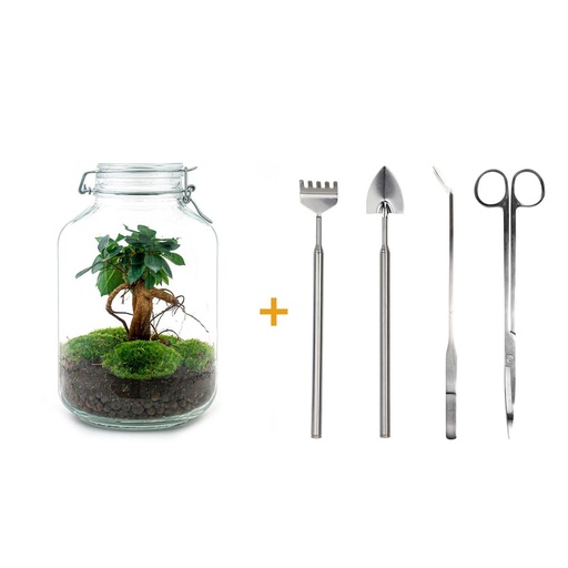 "Flaschengarten - Ficus Ginseng bonsai - Höhe ca. 28 cm - Rake + Shovel + Tweezer + Scissors image"