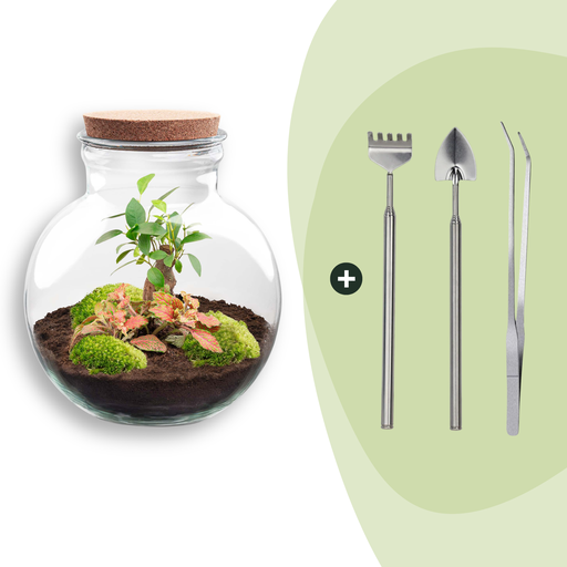 "Flaschengarten - Teddy bonsai - ↕ 26,5 cm - Rake + Shovel + Tweezer image"