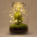 DIY Flaschengarten - Jar Christma - ↕ 28 cm