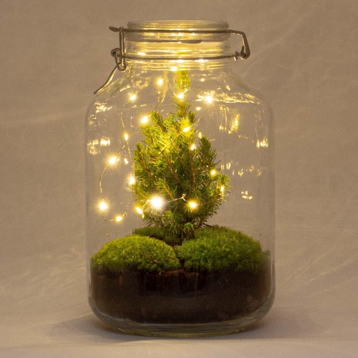 "DIY Flaschengarten - Jar Christma - ↕ 28 cm image"
