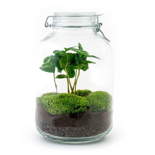 "Flaschengarten - Coffea Arabica - Höhe ca. 28 cm - Normal Jar image"