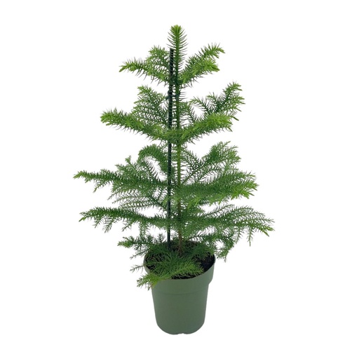 "Araucaria Heterophylla - Ø14cm - ↕40cm image"