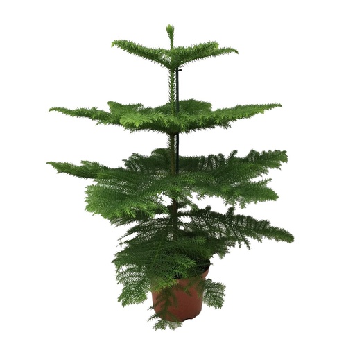 "Araucaria Heterophylla - Ø21cm - ↕70cm image"