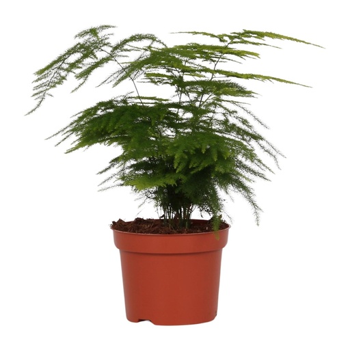 "Asparagus Setaceus - Ø12cm - ↕35cm image"