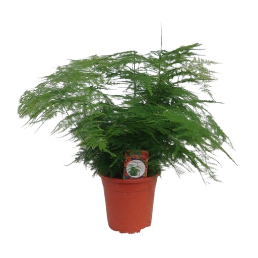 "Asparagus Setaceus - Ø17cm - ↕45cm image"