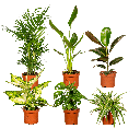Überraschungsbox - Ø12cm - ↕25cm - x6