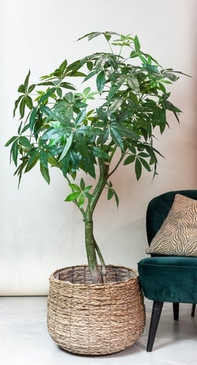 "Kunstpflanze - Pachira Aquatica - Glückskastanie - 180 cm image"