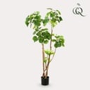 Kunstpflanze - Polyscias - Aralia - 135 cm