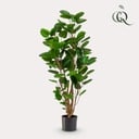 Kunstpflanze - Polyscias - Aralia - 105 cm
