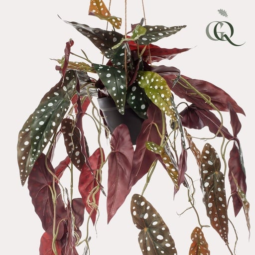 "Kunstpflanze - Begonia Maculata - Forellenbegonie - 80 cm image"