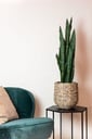 Kunstpflanze - Sansevieria black coral - Frauenzunge - 97 cm