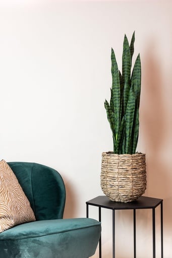 "Kunstpflanze - Sansevieria black coral - Frauenzunge - 97 cm image"