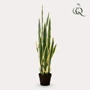 Kunstpflanze - Sansevieria Trifasciata - Frauenzunge - 97 cm
