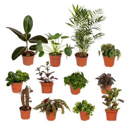 "Außenseiterbox  - Ø12cm - 12x image"