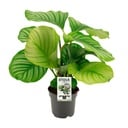 Calathea Orbifolia - Ø50cm - ↕14cm