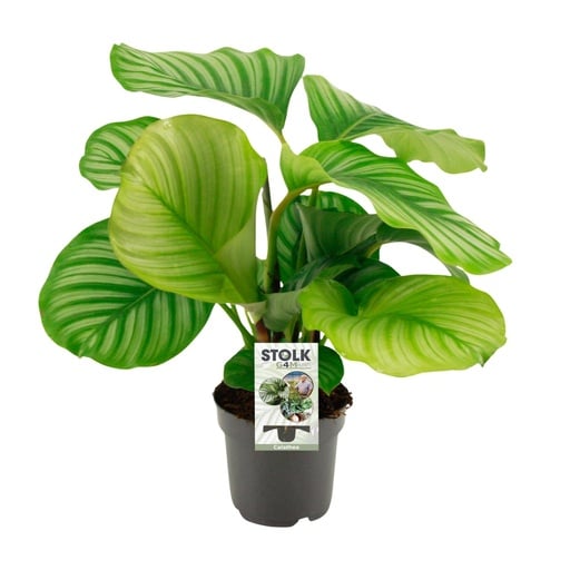 "Calathea Orbifolia - Ø50cm - ↕14cm image"