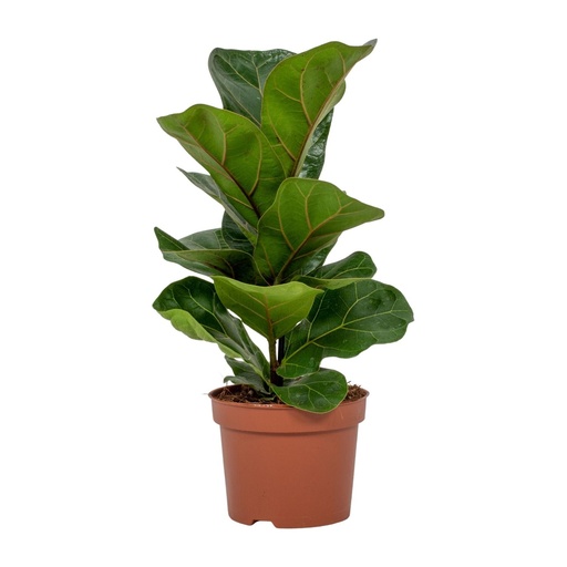 "Ficus Lyrata - Ø12cm - ↕30cm image"