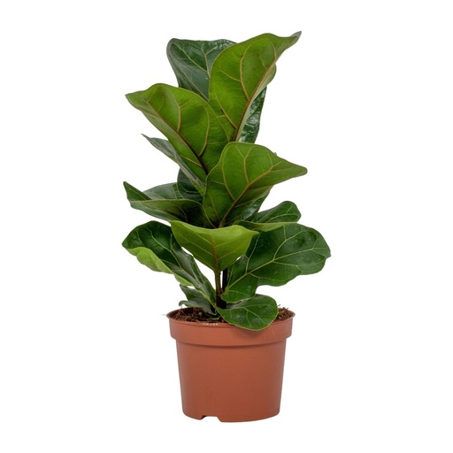 "Geigenfeige (Ficus lyrata) – pflegeleichte Zimmerpflanze, Topf-Ø 12 cm, Höhe ca. 30 cm image"