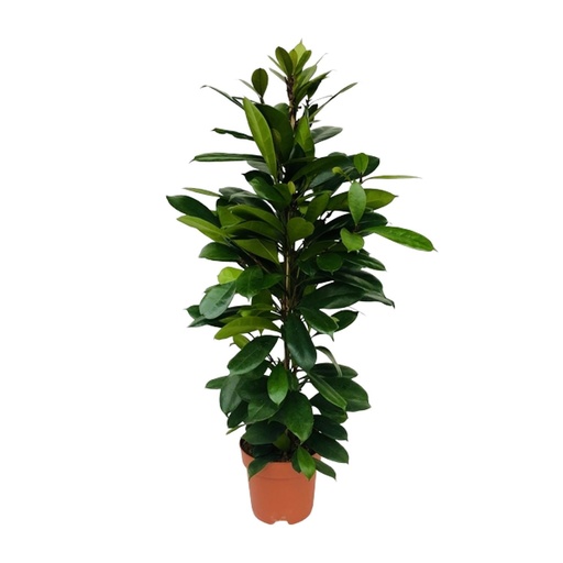 "Ficus Cyathistipula - Ø21cm - ↕105cm image"