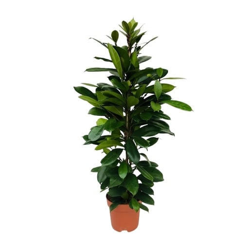 "Afrikanischer Feigenbaum (Ficus cyathistipula) – pflegeleichte Zimmerpflanze, Topf-Ø 21 cm, Höhe ca. 105 cm image"