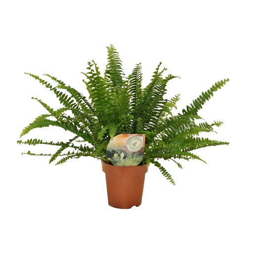 "Nephrolepis Green Lady - Ø12cm - 30cm image"