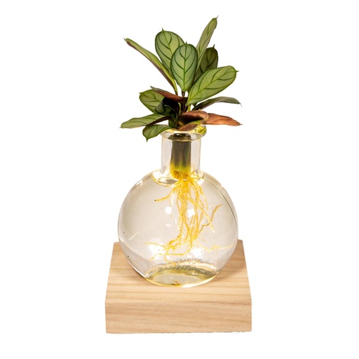 "Calathea in Samoa glas met LED verlichting - Ø12cm - ↕10cm image"