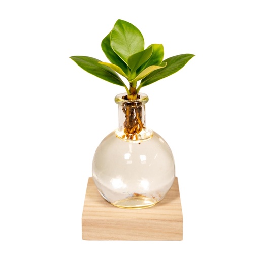 "Clusia in Samoa glas met LED verlichting - Ø4cm - ↕10cm image"