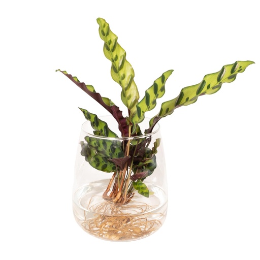 "Calathea Insignis in Kingston glas - Ø12cm - ↕30cm image"