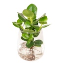 Clusia in Kingston glas - Ø12cm - ↕30cm