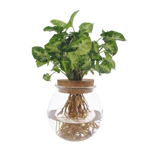 "Syngonium Pixie - Ø12cm - ↕30cm image"