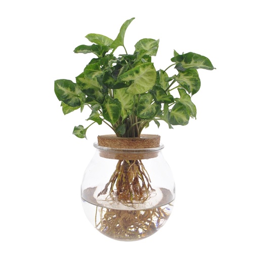 "Purpurtute (Syngonium) – pflegeleichte Zimmerpflanze, Topf-Ø 12 cm, Höhe ca. 30 cm image"