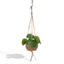 Kokedama Pilea Peperomioides - Ø15cm - ↕20cm