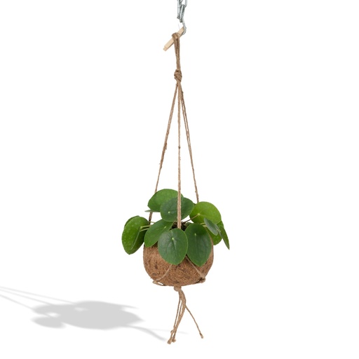"Kokedama Pilea Peperomioides - Ø15cm - ↕20cm image"
