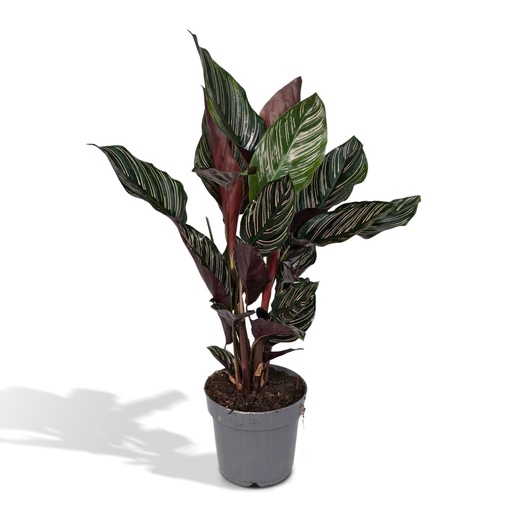 "Calathea Ornata - Ø14cm - ↕50cm image"