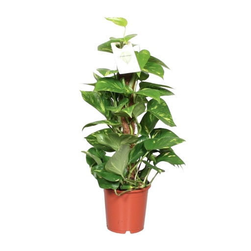 "Epipremnum Aureum  - Ø15cm - ↕60cm image"