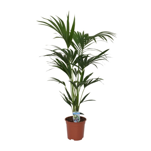 "Howea forsteriana - Ø21cm - ↕120cm - Ø21 - ↨120cm image"
