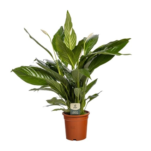 "Spathiphyllum Bingo Cupido - Ø19cm - ↕80cm image"