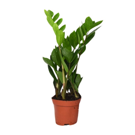 "Zamioculcas Zamiifolia  - Ø12cm - ↕40cm image"
