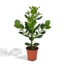 Clusia Rosea Princess - Ø17cm - ↕60cm