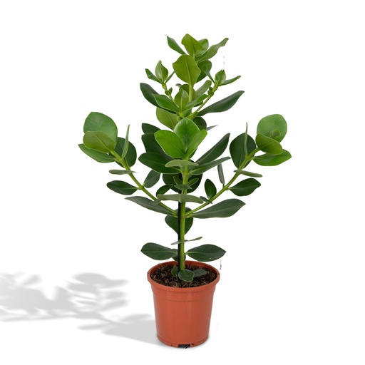 "Clusia Rosea Princess - Ø17cm - ↕60cm image"