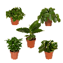 Überraschungsbox - Ø12cm - ↕25cm - x5