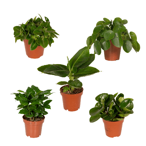 "Überraschungsbox - Ø12cm - ↕25cm - x5 image"