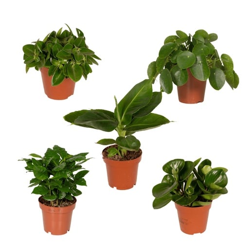 "Überraschungsbox - Topf-Ø 12 cm - Höhe ca. 25 cm - x5 image"